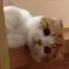  最近很火的40张猫咪表情包