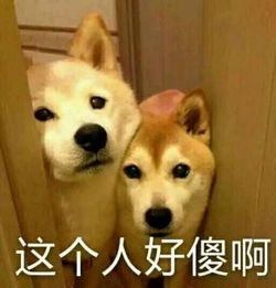  9岁男孩被狗狗舔了下手,于是全村狗狗都遭殃了