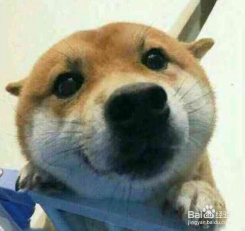  柴犬和秋田总是分不清楚,柴犬有什么外观特点