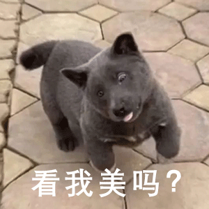  抖音英短蓝狗梗图片英短蓝狗表情包