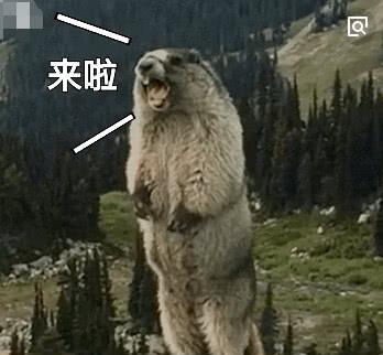  游客偶遇巨肥土拨鼠,给它喂苹果却不小心掉了,下一幕让人笑喷