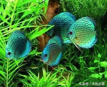  本色水景草缸中的七彩神仙,化身美丽的天使,草缸培训