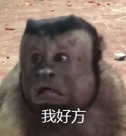  哈哈哈动物园这只猴子自带表情包网友身体里住着人类的灵魂