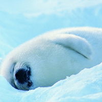  可爱海豹头像,雪地中的海豹图片头像下载