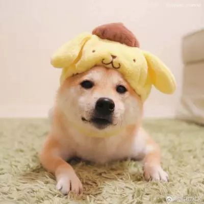 微信头像女生可爱小狗爬