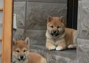  佛山市哪里有专业狗场在高明区什么地方有卖柴犬