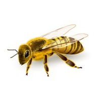  可爱的蜜蜂头像微信头像图片大全