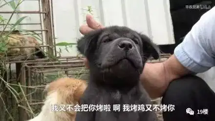  竹鼠杀手华农兄弟火了吃竹鼠的一百种理由了解一下
