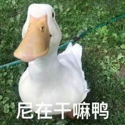  追人必备的撩人表情包男人不打不听话