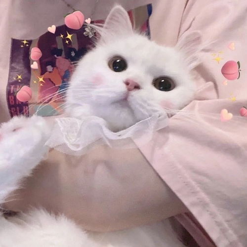  可爱猫咪头小猫咪的爱意也要拒绝吗