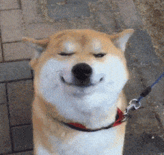  柴犬北登我走了,但是我一直在你们的表情包里