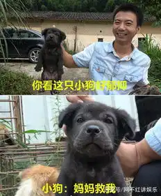  竹鼠表情包爆红竹鼠华农兄弟你才中暑你才抑郁