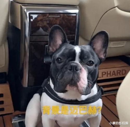 微信头像女生可爱小狗uz