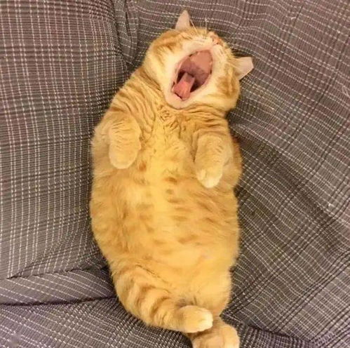  看到这只靠睡觉走红的橘猫,原谅我笑出了猪声
