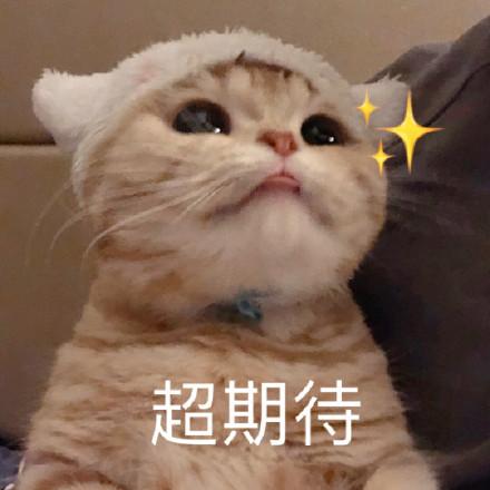  猫咪撒娇表情包合集