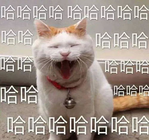  你觉得猫咪除了自己的屎,还会埋其他人的屎吗