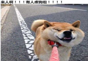  存好这波狗狗表情包,今年斗图铁定赢超全狗年表情包集锦,这一年的量我们都给你霸气承包