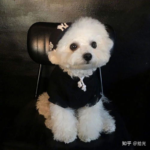  狗子头像可爱又憨憨的狗子头像奶凶奶凶可爱情侣狗子头像