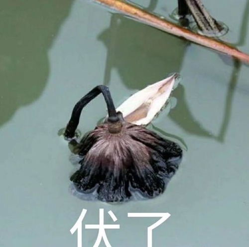  大部分日本人的英语水平是怎样的
