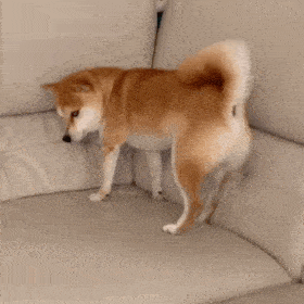  狗子表情柴犬表情包二十九