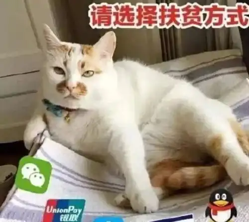  这学期的最后半个月如何优雅地向爸妈要生活费呢