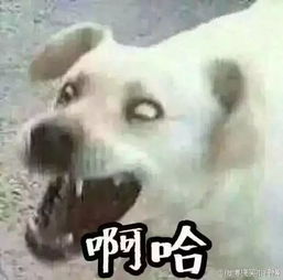  娘子啊哈表情包两只狗张开嘴的,哪位有