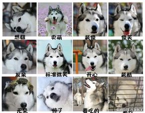  二货表情
