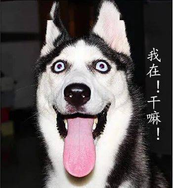  狗子因冒充国家公务犬,偷吃民警鸡翅,被刑拘一天