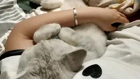  你绝对没听过的小猫咪的呼噜声,请放最大声音食用