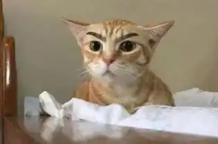 一只白猫旁边一个问号的