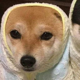 情侣狗头像超萌一对