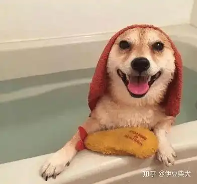  柴犬在家洗澡应注意些什么呢