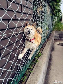 表情包是秋田还是柴犬二