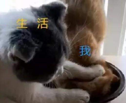  胖橘去抢同伴的食物,不料同伴会做出这样的反应,铲屎的都看笑了