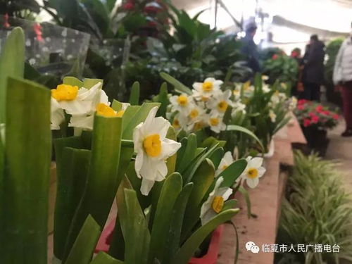  新春走基层花卉市场购销两旺姹紫嫣红喜迎新春