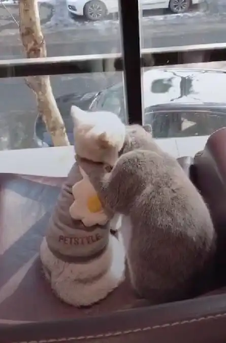  白猫主动亲了蓝猫一口,蓝猫的反应甜炸了网友人不如猫
