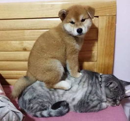  猫狗大战,铲屎官给我个面子