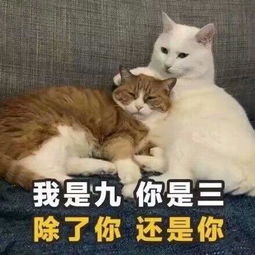  土味情话速成指南,把妹子撩的小鹿乱撞,你确定不了解一下