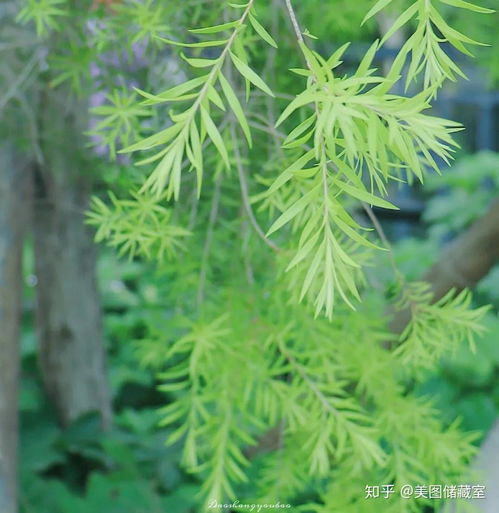  背景图带给你好运的七月背景图