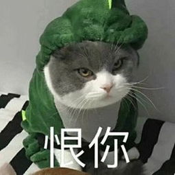  把快乐建立在猫咪的尴尬之上,这样不对但真的停不下来啊