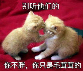  2017年度表情包盘点,哈哈哈哈哈哈哈哈多图慎入