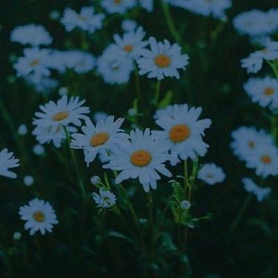  菊花头像大全唯美图片菊花高清微信头像
