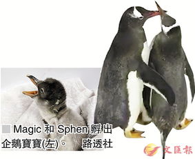  澳同性企鹅圆父母梦