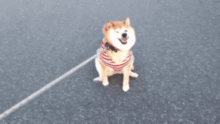  如果说哈士奇是狗中的表情帝,那柴犬绝对就是戏精奥斯卡都欠它一个小金人