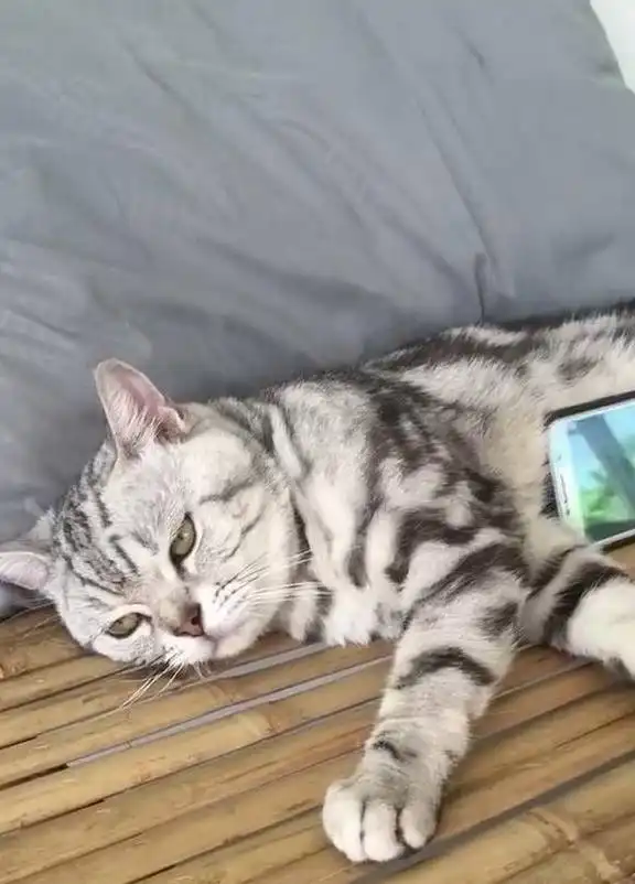  猫躺在床上被当作手机支架,猫没看见我满脸写着高兴吗