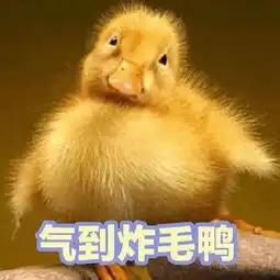  小鸭鸭太可爱辣