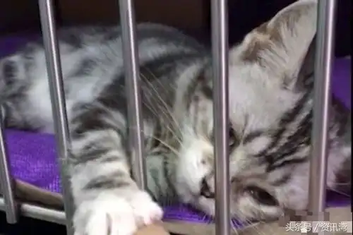 打滚表情包猫猫扎心