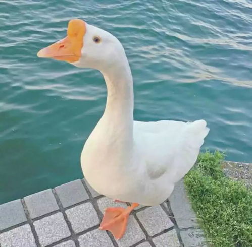 微信头像吉利好运头像男