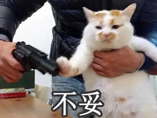 一只白猫旁边一个问号的