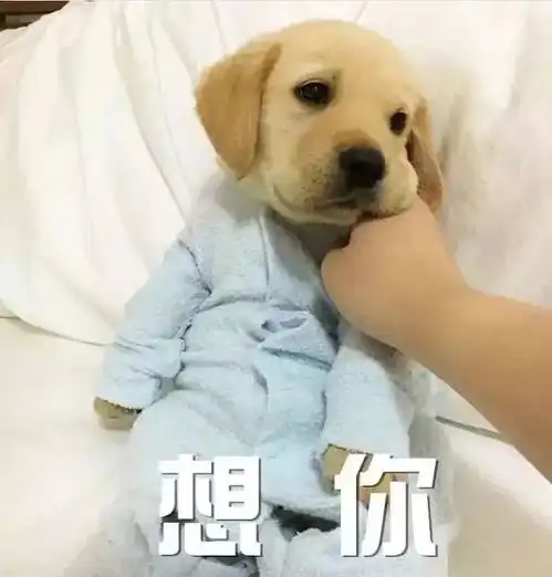  过年混群专用必备表情包